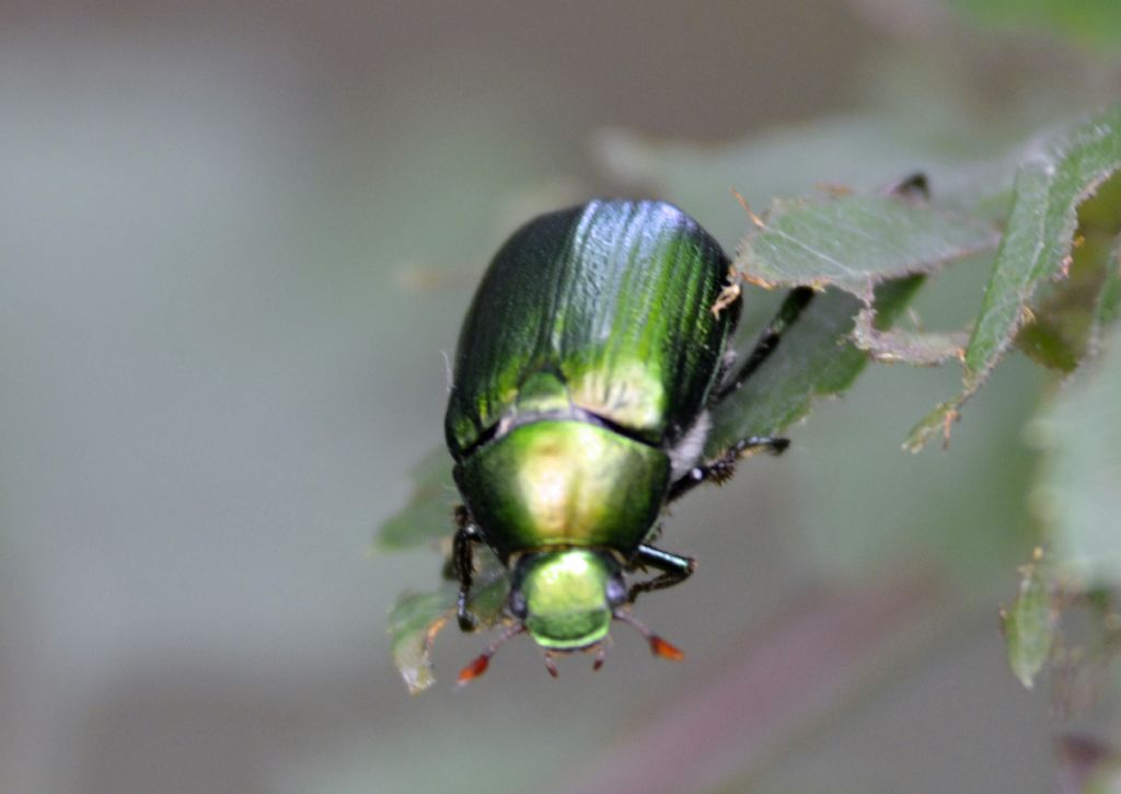 Anomala vitis, Rutelidae